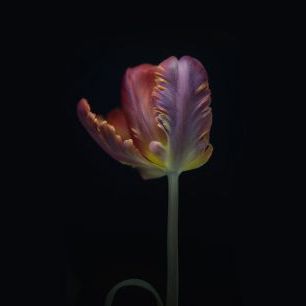 輸入壁紙 カスタム壁紙 PHOTOWALL / Single Tulip (e316879)