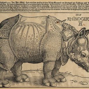 輸入壁紙 カスタム壁紙 PHOTOWALL / Rhinoceros - Abrecht Durer (e316928)