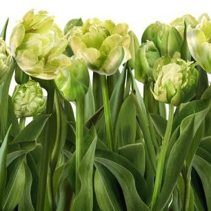 輸入壁紙 カスタム壁紙 PHOTOWALL / Tulips and Tulips (e317146)