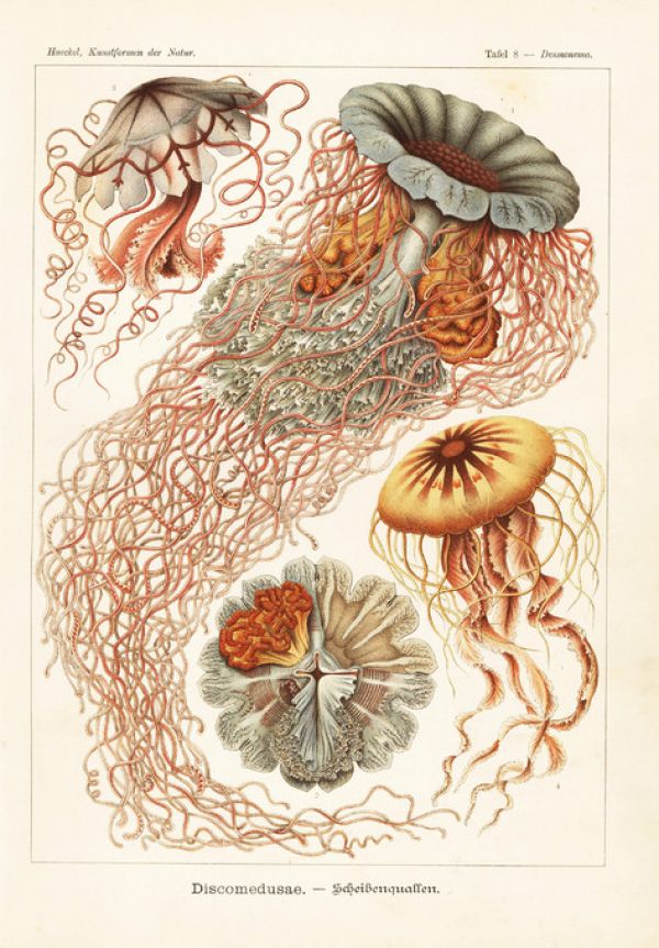 輸入壁紙 カスタム壁紙 PHOTOWALL / Jellyfish Art Print - Ernst Haeckel (e316974)
