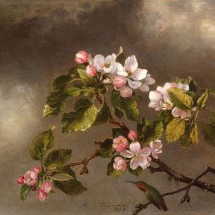 輸入壁紙 カスタム壁紙 PHOTOWALL / Hummingbird and Apple Blossoms - Martin Johnson Heade (e316981)