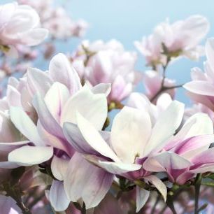 輸入壁紙 カスタム壁紙 PHOTOWALL / Pink Lily Flowers (e317428)