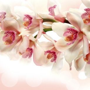輸入壁紙 カスタム壁紙 PHOTOWALL / Pink Orchid (e317657)