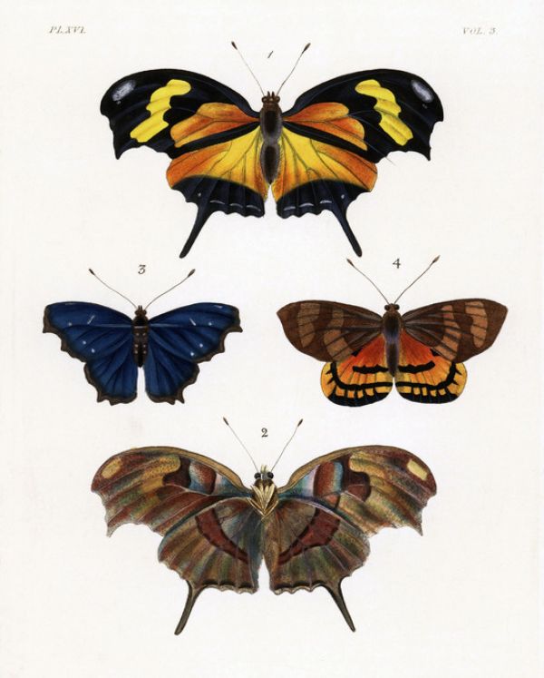 輸入壁紙 カスタム壁紙 PHOTOWALL / Butterfly Illustration (e317115)
