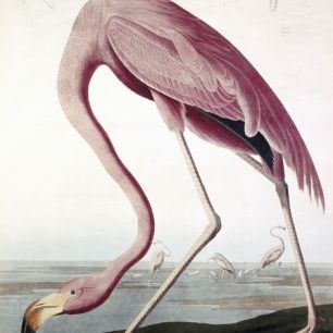 輸入壁紙 カスタム壁紙 PHOTOWALL / American Flamingo - John James Audubon (e317356)