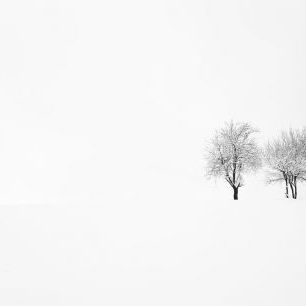 輸入壁紙 カスタム壁紙 PHOTOWALL / Tree and Silence (e317815)