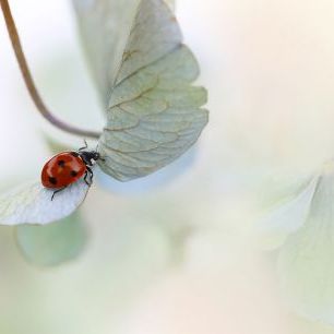 輸入壁紙 カスタム壁紙 PHOTOWALL / Ladybird on Blue Green Hydrangea (e317834)
