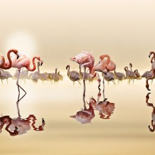 輸入壁紙 カスタム壁紙 PHOTOWALL / Flamingos (e317782)