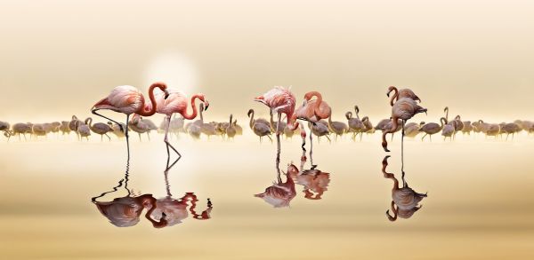 輸入壁紙 カスタム壁紙 PHOTOWALL / Flamingos (e317782)