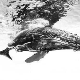 輸入壁紙 カスタム壁紙 PHOTOWALL / Humpback Whale Calf (e317800)