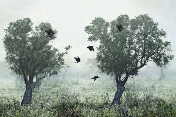 輸入壁紙 カスタム壁紙 PHOTOWALL / Crows in the Mist (e317570)