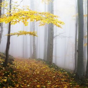 輸入壁紙 カスタム壁紙 PHOTOWALL / Autumn Forest (e317575)