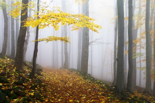 輸入壁紙 カスタム壁紙 PHOTOWALL / Autumn Forest (e317575)