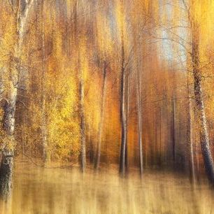 輸入壁紙 カスタム壁紙 PHOTOWALL / Autumn Birches (e317590)