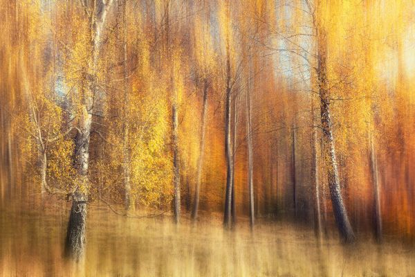 輸入壁紙 カスタム壁紙 PHOTOWALL / Autumn Birches (e317590)