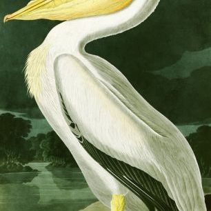 輸入壁紙 カスタム壁紙 PHOTOWALL / White Pelican - John James Audubon (e318886)