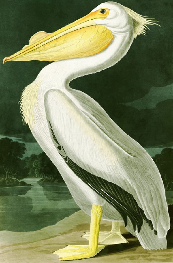 輸入壁紙 カスタム壁紙 PHOTOWALL / White Pelican - John James Audubon (e318886)