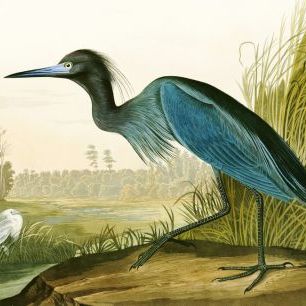 輸入壁紙 カスタム壁紙 PHOTOWALL / Little Blue Heron - John James Audubon (e318887)