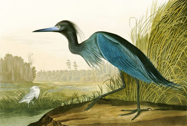 輸入壁紙 カスタム壁紙 PHOTOWALL / Little Blue Heron - John James Audubon (e318887)