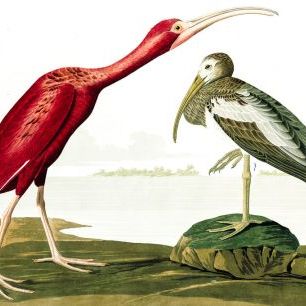 輸入壁紙 カスタム壁紙 PHOTOWALL / Scarlet Ibis - John James Audubon (e318911)
