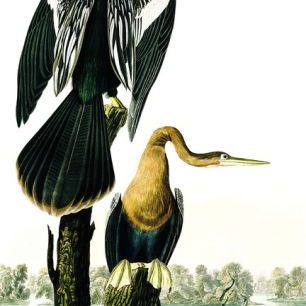 輸入壁紙 カスタム壁紙 PHOTOWALL / Blacked-Billed Darter - John James Audubon (e318913)