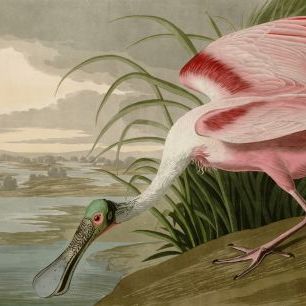 輸入壁紙 カスタム壁紙 PHOTOWALL / Birds of America - John James Audubon (e318670)