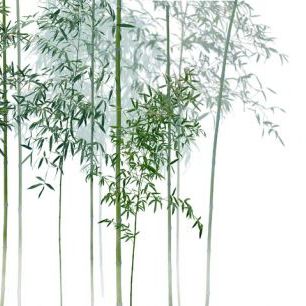輸入壁紙 カスタム壁紙 PHOTOWALL / Bamboo Trees View (e318692)