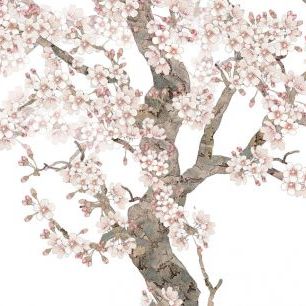 輸入壁紙 カスタム壁紙 PHOTOWALL / Doux Blossom (e318744)