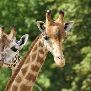輸入壁紙 カスタム壁紙 PHOTOWALL / Heads of two Giraffes (e317839)