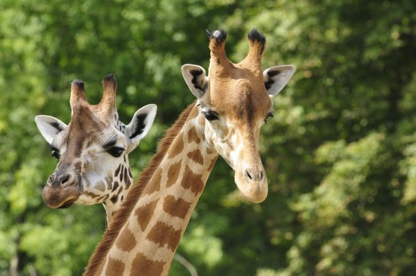 輸入壁紙 カスタム壁紙 PHOTOWALL / Heads of two Giraffes (e317839)