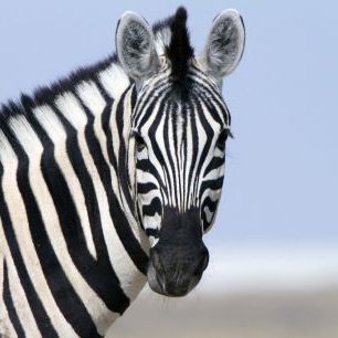 輸入壁紙 カスタム壁紙 PHOTOWALL / Zebra Looking (e317842)