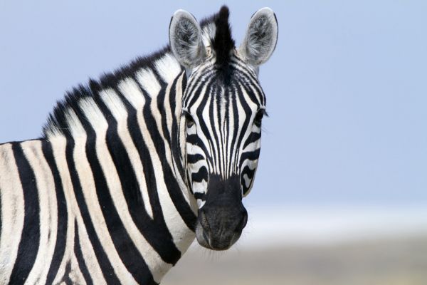 輸入壁紙 カスタム壁紙 PHOTOWALL / Zebra Looking (e317842)