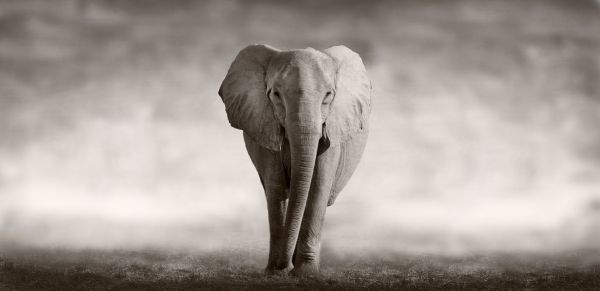 輸入壁紙 カスタム壁紙 PHOTOWALL / Elephant (e317843)