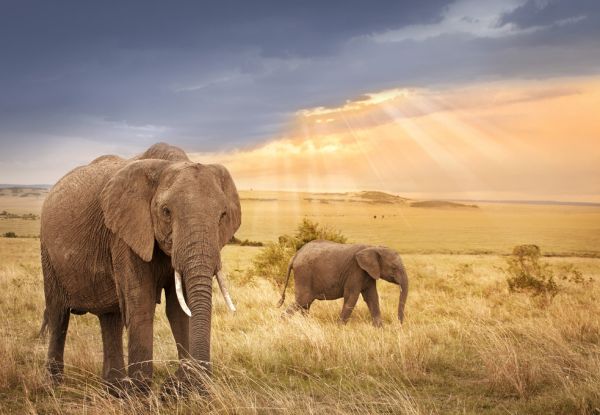 輸入壁紙 カスタム壁紙 PHOTOWALL / African Elephants in Sunset Light (e317848)