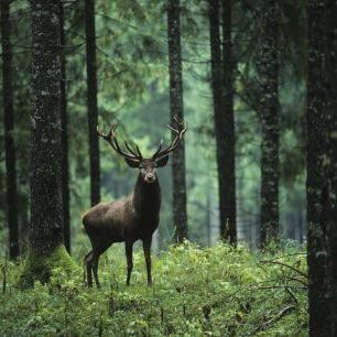輸入壁紙 カスタム壁紙 PHOTOWALL / Elk in Forest (e317851)