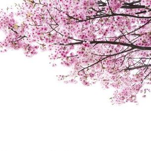 輸入壁紙 カスタム壁紙 PHOTOWALL / Pink Cherry Blossoms (e317860)
