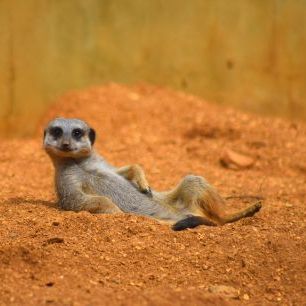 輸入壁紙 カスタム壁紙 PHOTOWALL / Meerkat Relaxing in the Desert (e317865)