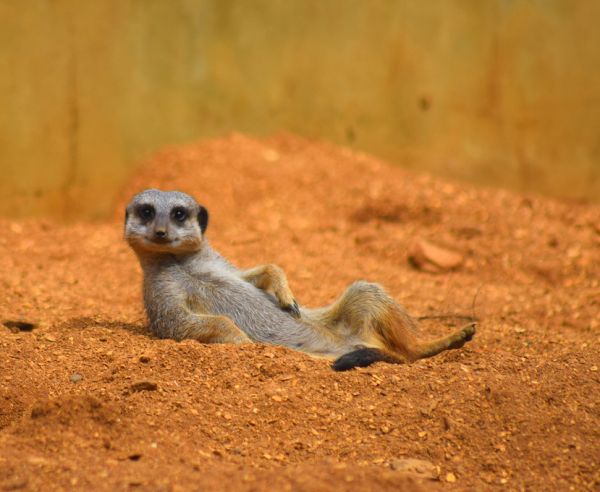輸入壁紙 カスタム壁紙 PHOTOWALL / Meerkat Relaxing in the Desert (e317865)