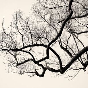 輸入壁紙 カスタム壁紙 PHOTOWALL / Leafless Tree (e317867)