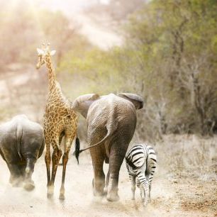 輸入壁紙 カスタム壁紙 PHOTOWALL / Africa Safari Animals (e317870)