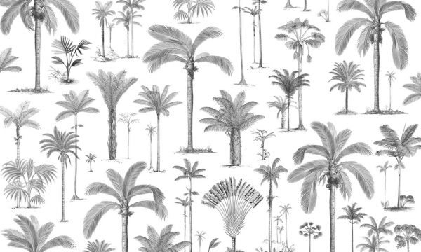 輸入壁紙 カスタム壁紙 PHOTOWALL / Brazilian Palms - Bw (e319275)