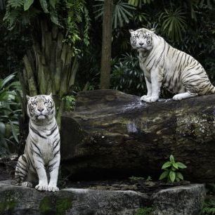 輸入壁紙 カスタム壁紙 PHOTOWALL / Two White Bengal Tigers (e317884)