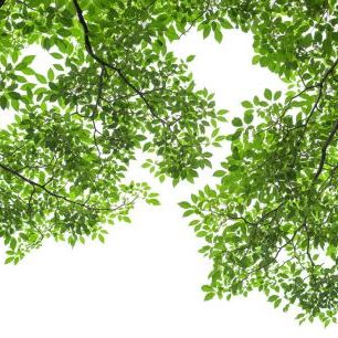 輸入壁紙 カスタム壁紙 PHOTOWALL / Green Tree Leaves and Branches (e317892)