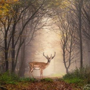 輸入壁紙 カスタム壁紙 PHOTOWALL / Fallow Deer in a Forest (e317938)
