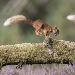 輸入壁紙 カスタム壁紙 PHOTOWALL / Squirrels Running on Log (e318052)