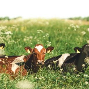 輸入壁紙 カスタム壁紙 PHOTOWALL / Cows in the Field (e318095)