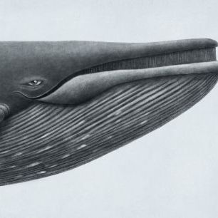 輸入壁紙 カスタム壁紙 PHOTOWALL / Blue Whale Head (e320009)
