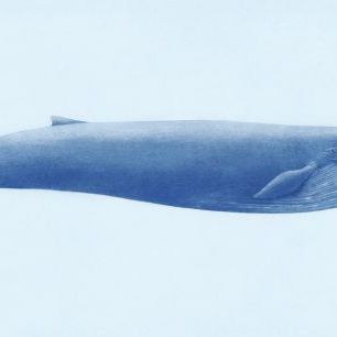 輸入壁紙 カスタム壁紙 PHOTOWALL / Blue Whale (e320010)