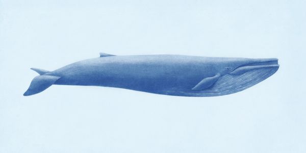 輸入壁紙 カスタム壁紙 PHOTOWALL / Blue Whale (e320010)