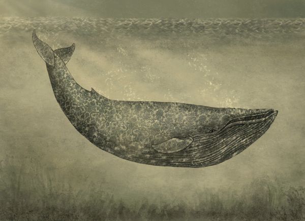 輸入壁紙 カスタム壁紙 PHOTOWALL / Damask Whale (e320016)